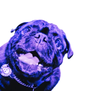 Auzzie The Pug